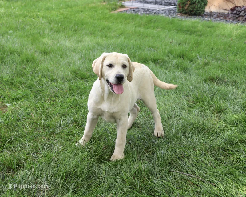 AKC Tinkerbell  – Labrador Retriever puppy for sale in Syracuse, IN