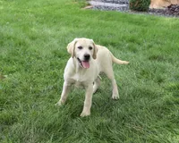 AKC Tinkerbell , a female Labrador Retriever for sale in Syracuse, IN – 1 of 10