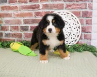 AKC Freedom, a male Bernese Mountain Dog for sale in Syracuse, IN – 6 of 6