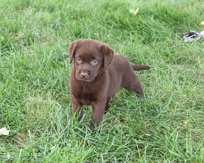 AKC Meredith – Labrador Retriever puppy for sale in Syracuse, IN