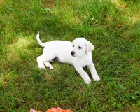 AKC Phineas, a male Labrador Retriever for sale in Syracuse, IN – 4 of 10