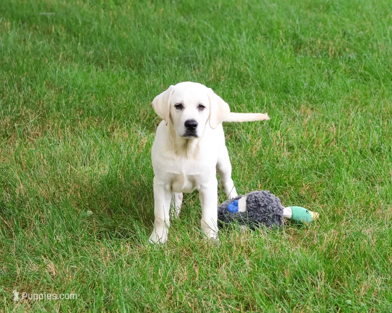 AKC Percival  – Labrador Retriever puppy for sale in Syracuse, IN
