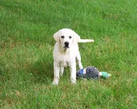 AKC Percival , a male Labrador Retriever for sale in Syracuse, IN – 5 of 10