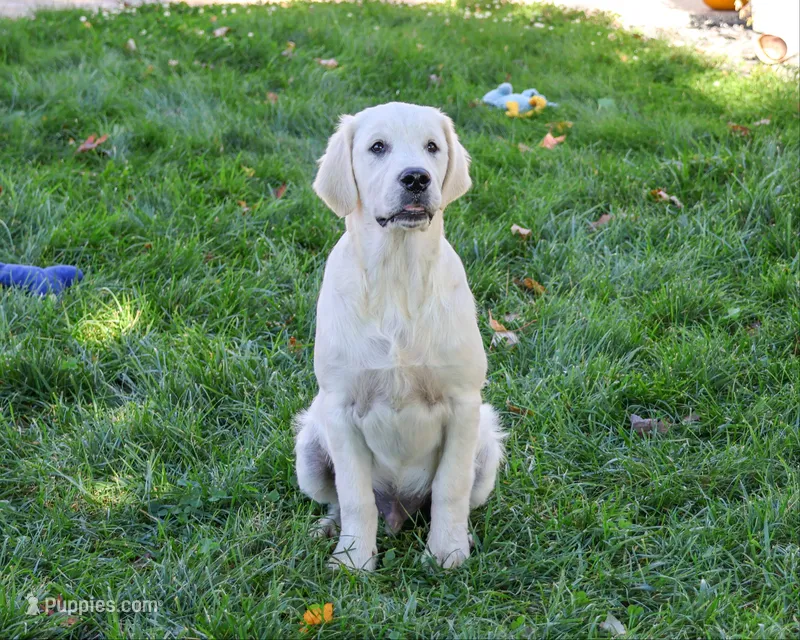 AKC Turbo – English Cream Golden Retriever puppy for sale in Syracuse, IN