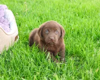 AKC Lulu, a female Labrador Retriever for sale in Syracuse, IN – 2 of 6