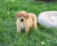 AKC Cheyenne, a female Labrador Retriever for sale in Syracuse, IN – 2 of 6