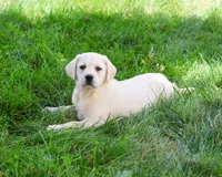 AKC Vidia, a female Labrador Retriever for sale in Syracuse, IN – 3 of 8