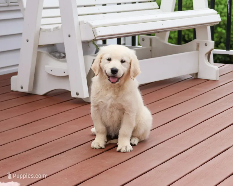 AKC Cecily – English Cream Golden Retriever puppy for sale in Syracuse, IN