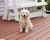 AKC Cecily, a female English Cream Golden Retriever for sale in Syracuse, IN – 1 of 10