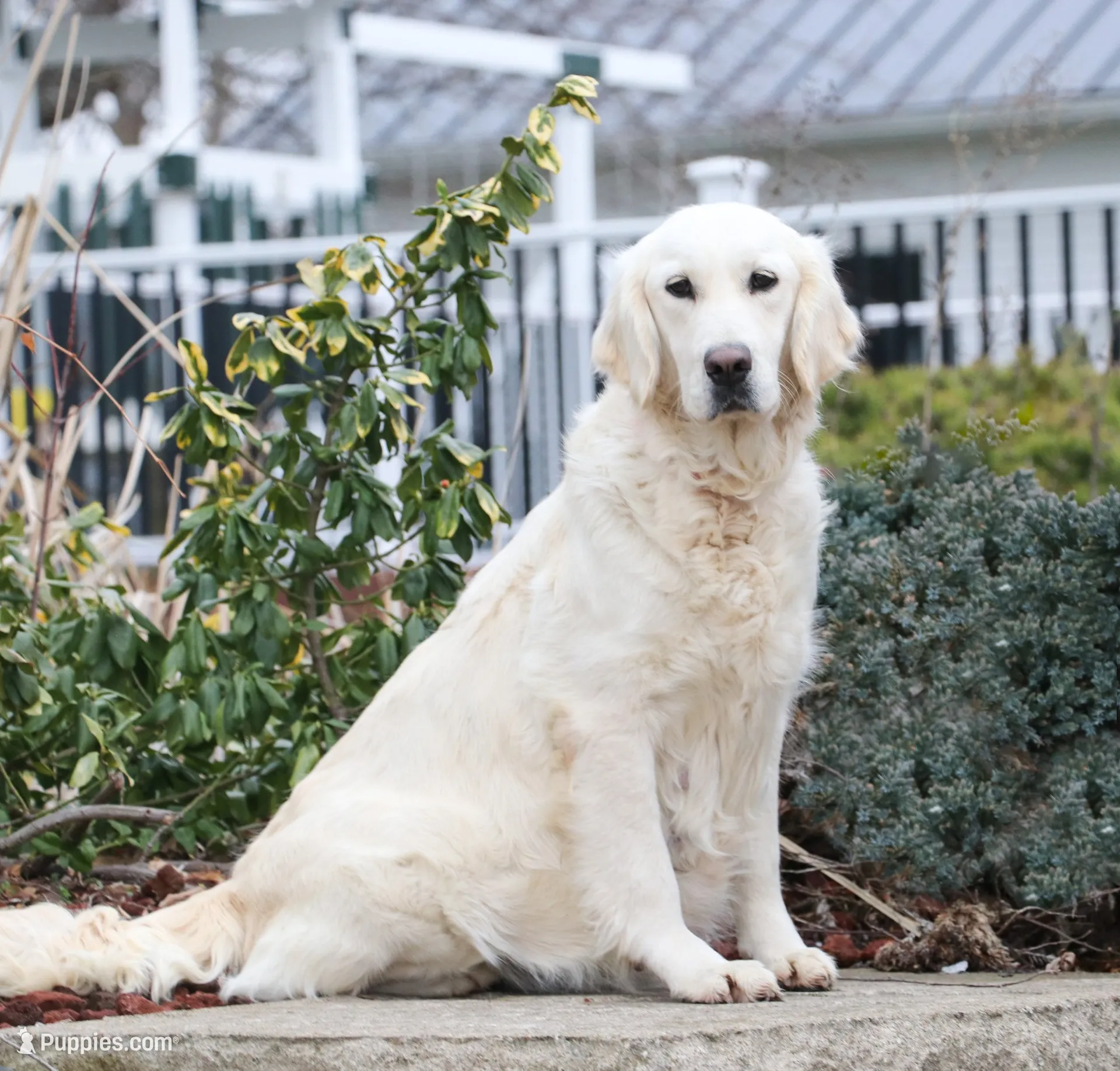 AKC Cecily, a female English Cream Golden Retriever for sale in Syracuse, IN – 7 of 8