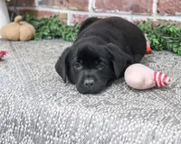 AKC Opal, a female Labrador Retriever for sale in Syracuse, IN – 2 of 5