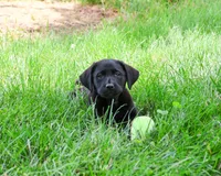AKC Iridessa , a female Labrador Retriever for sale in Syracuse, IN – 4 of 10