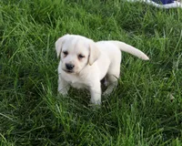 AKC Randy, a male Labrador Retriever for sale in Syracuse, IN – 3 of 4