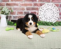 AKC Freedom, a male Bernese Mountain Dog for sale in Syracuse, IN – 1 of 6