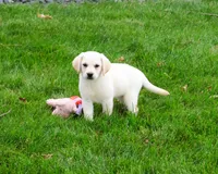AKC Whitney, a female Labrador Retriever for sale in Syracuse, IN – 4 of 10