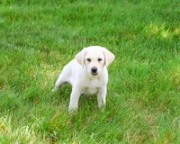 AKC Perseus, a male Labrador Retriever for sale in Syracuse, IN – 4 of 10