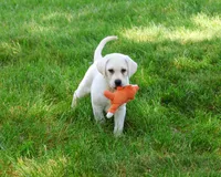AKC Percival , a male Labrador Retriever for sale in Syracuse, IN – 3 of 9