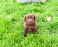 AKC Joel , a male Labrador Retriever for sale in Syracuse, IN – 4 of 8