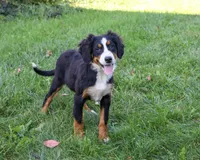 AKC Liberty, a female Bernese Mountain Dog for sale in Syracuse, IN – 3 of 10