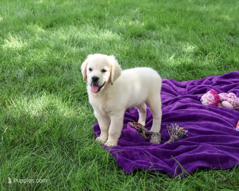 AKC Tori – English Cream Golden Retriever puppy for sale in Syracuse, IN