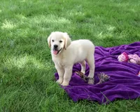 AKC Tori, a female English Cream Golden Retriever for sale in Syracuse, IN – 1 of 10