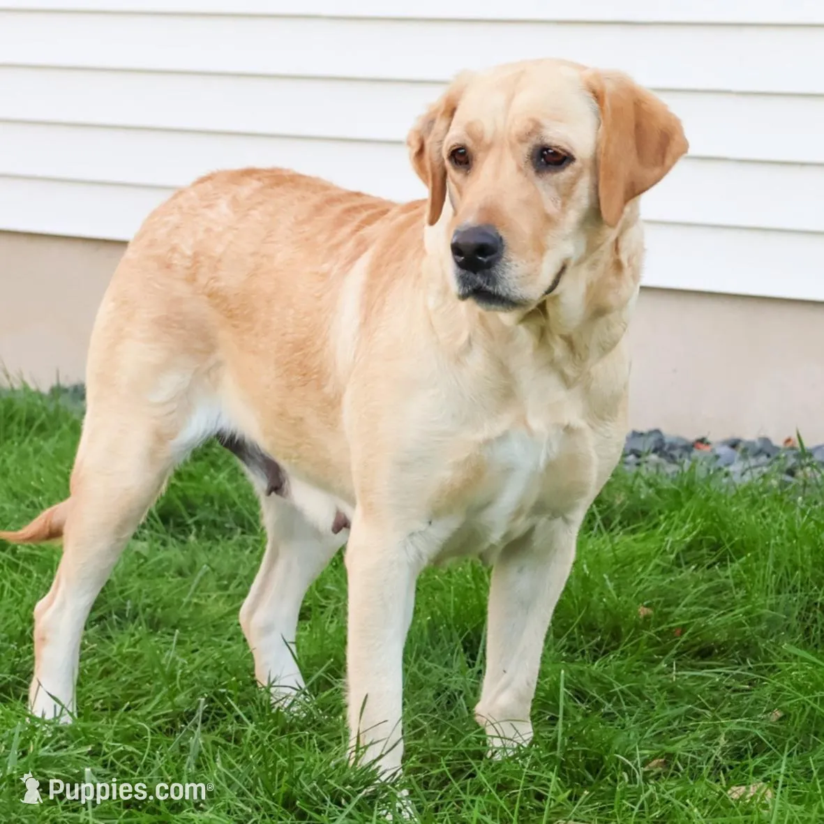 AKC Malachi, a male Labrador Retriever for sale in Syracuse, IN – Photo 7 of 8