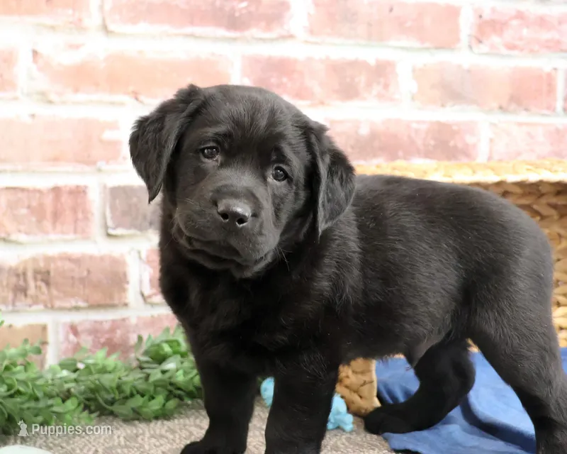 AKC Malachi, a male Labrador Retriever for sale in Syracuse, IN – Photo 1 of 8