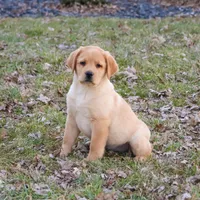 AKC Enzo, a male Labrador Retriever for sale in Syracuse, IN – Photo 2 of 9