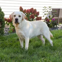 AKC Enzo, a male Labrador Retriever for sale in Syracuse, IN – Photo 8 of 9