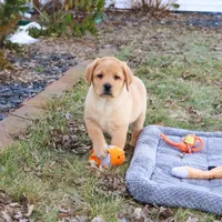 AKC Enzo, a male Labrador Retriever for sale in Syracuse, IN – Photo 3 of 9