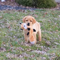 AKC Enzo, a male Labrador Retriever for sale in Syracuse, IN – Photo 1 of 9