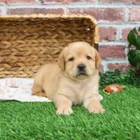 AKC Enzo, a male Labrador Retriever for sale in Syracuse, IN – Photo 6 of 9