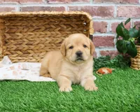 AKC Enzo, a male Labrador Retriever for sale in Syracuse, IN – Photo 2 of 8