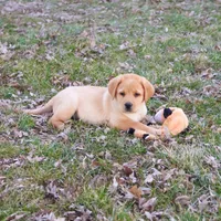AKC Enzo, a male Labrador Retriever for sale in Syracuse, IN – Photo 4 of 9