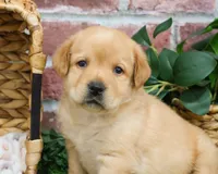 AKC Enzo, a male Labrador Retriever for sale in Syracuse, IN – Photo 3 of 8
