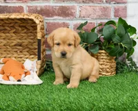 AKC Enzo, a male Labrador Retriever for sale in Syracuse, IN – Photo 4 of 8