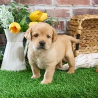 AKC Enzo, a male Labrador Retriever for sale in Syracuse, IN – Photo 7 of 9