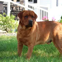 AKC Enzo, a male Labrador Retriever for sale in Syracuse, IN – Photo 9 of 9