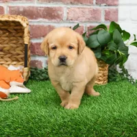 AKC Enzo, a male Labrador Retriever for sale in Syracuse, IN – Photo 5 of 9