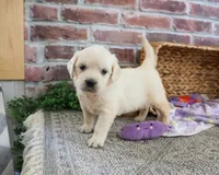 AKC Tori, a female English Cream Golden Retriever for sale in Syracuse, IN – 2 of 8
