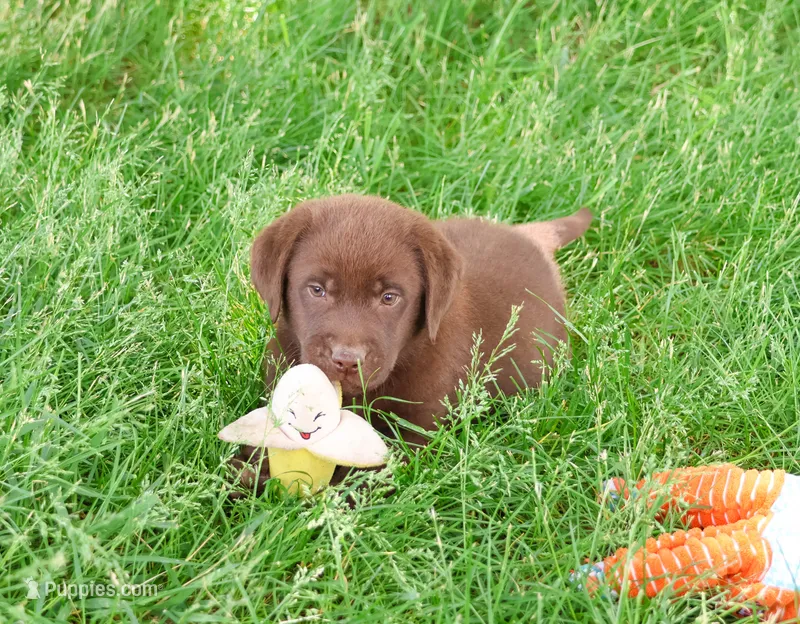 AKC Scar – Labrador Retriever puppy for sale in Syracuse, IN