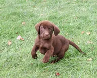 AKC Heath, a male Labrador Retriever for sale in Syracuse, IN – 3 of 9