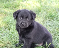 AKC Mowgli, a male Labrador Retriever for sale in Syracuse, IN – 2 of 5