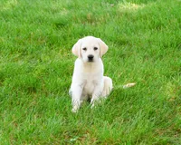 AKC Phineas, a male Labrador Retriever for sale in Syracuse, IN – 2 of 10