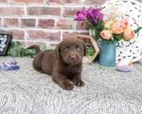 AKC Kit , a female Labrador Retriever for sale in Syracuse, IN – 3 of 3