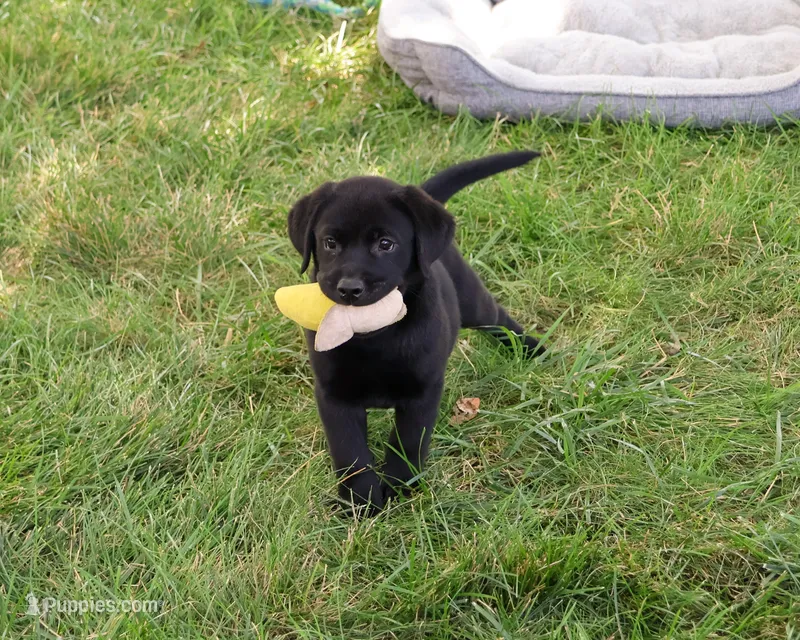 AKC Shawn – Labrador Retriever puppy for sale in Syracuse, IN