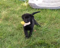 AKC Shawn, a male Labrador Retriever for sale in Syracuse, IN – 1 of 5