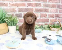 AKC Fudge , a male Labrador Retriever for sale in Syracuse, IN – 4 of 6