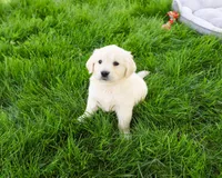 AKC Wesley , a male English Cream Golden Retriever for sale in Syracuse, IN – 4 of 7