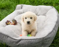 AKC Delaney , a female English Cream Golden Retriever for sale in Syracuse, IN – 4 of 7